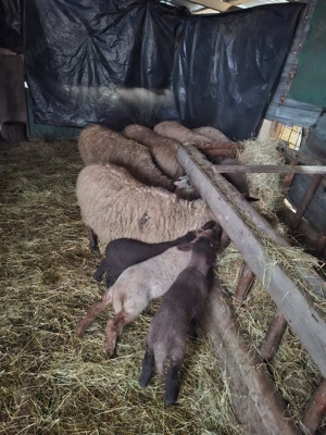 De vânzare 5 oi si 7 miei - imagine 5