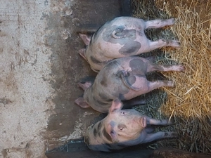 Soldani 70-80 Kg rasă Pietrean 