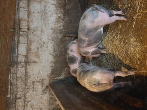 Soldani 70-80 Kg rasă Pietrean  - imagine 2