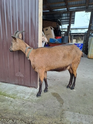 vând capră alpină franceză la prima fătare la doi ani trebuie să fete în martie - imagine 4