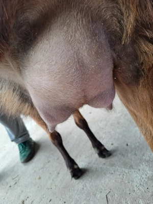 vând capră alpină franceză la prima fătare la doi ani trebuie să fete în martie - imagine 2