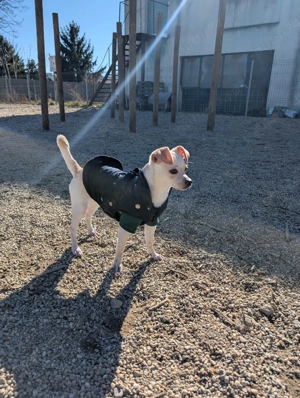 Câine de vânzare   Chihuahua cu acte și vaccinuri la zi - imagine 2