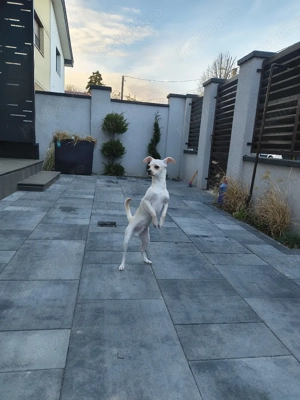 Câine de vânzare   Chihuahua cu acte și vaccinuri la zi