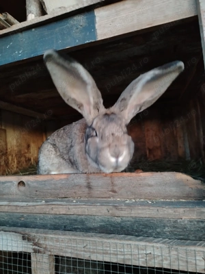 Masculii Uriași German  9 luni