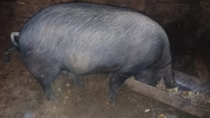 Scroafă de vânzare la 130 kg  - imagine 2