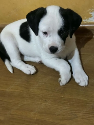 Donez căței metis amstaff blue