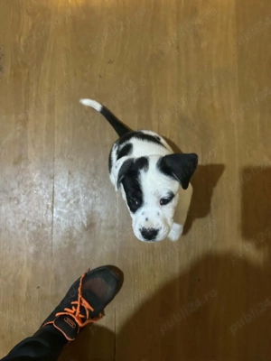 Donez căței metis amstaff blue