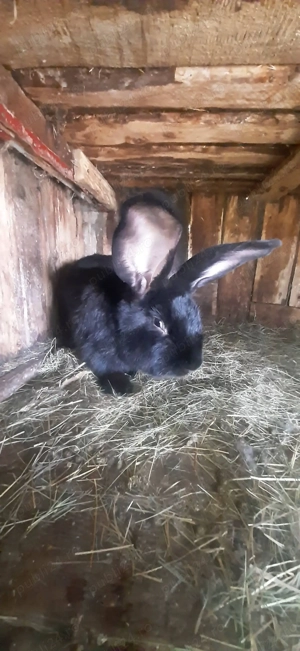 Masculii Uriași German  9 luni - imagine 2