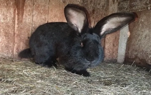 Masculii Uriași German  9 luni - imagine 3