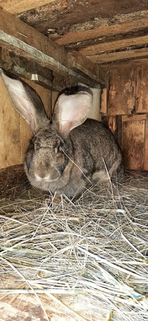 Masculii Uriași German  9 luni - imagine 4