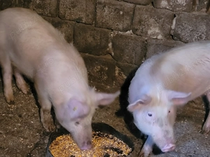 Soldani de vânzare  - imagine 3