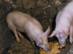 Soldani de vânzare  - imagine 2