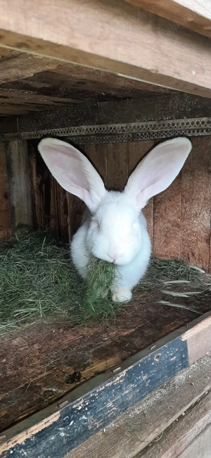 Masculii Uriași German  9 luni - imagine 5