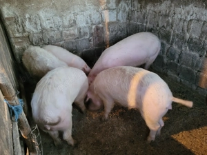 Soldani de vânzare  - imagine 3