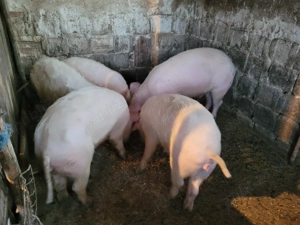 Soldani de vânzare  - imagine 2