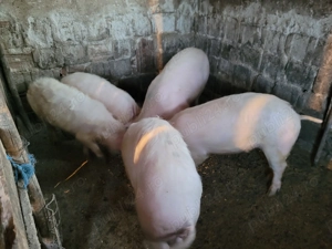 Soldani de vânzare  - imagine 4