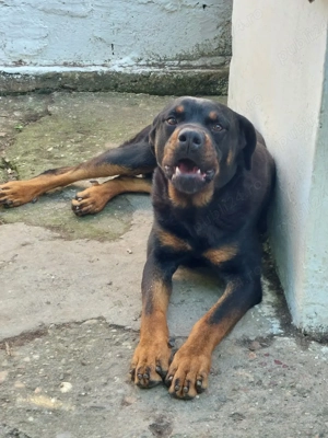 Donez mascul Rottweiler