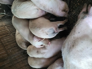 Porci de vânzare  - imagine 3