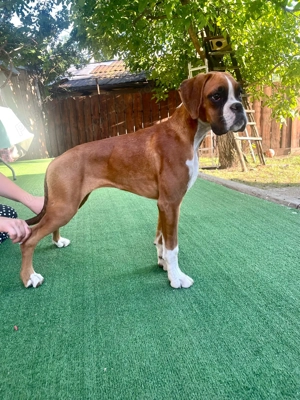 Boxer de vânzare (femelă in vârstă de 10 luni) - imagine 2