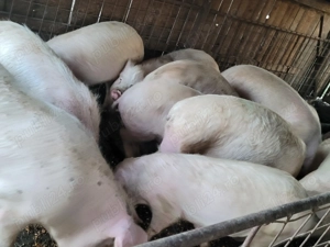 Porci de vânzare  - imagine 4