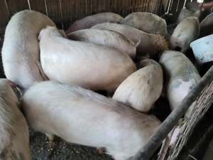 Porci de vânzare  - imagine 5