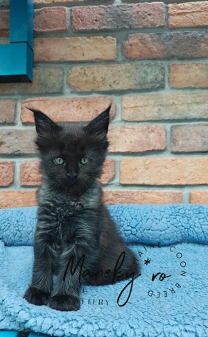 Pui Maine Coon Black smoke  ,  Pedigree   WCF