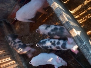 Vând purcei , 5 bucăți - imagine 2