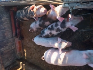 Vând purcei , 5 bucăți - imagine 3