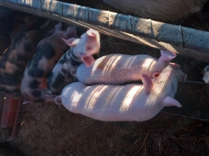 Vând purcei , 5 bucăți - imagine 4