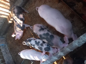 Vând purcei , 5 bucăți