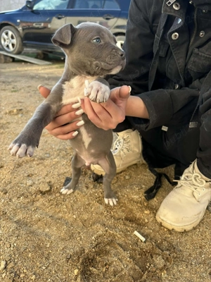 Puiuți de amstaff - imagine 5