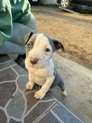 Puiuți de amstaff - imagine 2