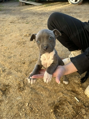 Puiuți de amstaff - imagine 4