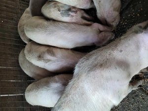 Porci de vânzare  - imagine 2