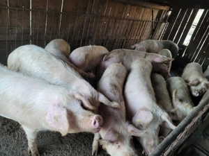 Porci de vânzare 