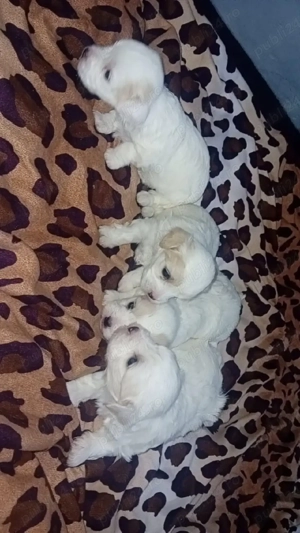 Catei Bichon  - imagine 2