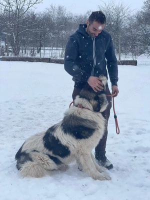 Ciobanesc romanesc de bucovina