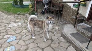 Akita inu femela - imagine 2