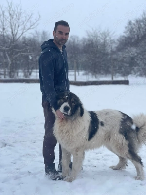 Ciobanesc romanesc de bucovina - imagine 2