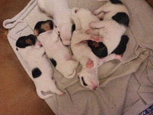 Jack Russell terrier tricolori si bicolori - imagine 5