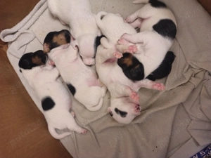 Jack Russell terrier tricolori si bicolori - imagine 4