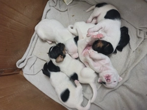 Jack Russell terrier tricolori si bicolori - imagine 2