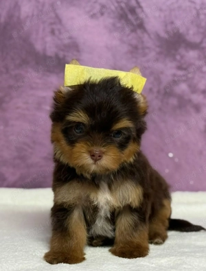 Yorkshire terrier mini toy - imagine 2