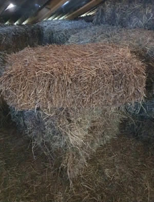 Vând baloți de paie orz și orzoaică