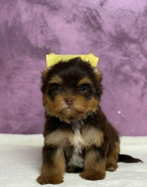 Yorkshire terrier mini toy - imagine 3