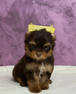 Yorkshire terrier mini toy - imagine 4