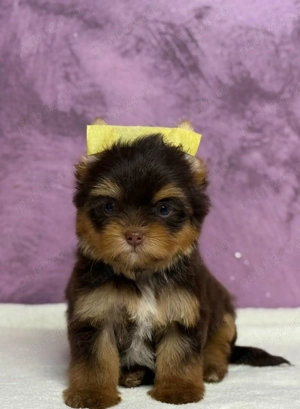 Yorkshire terrier mini toy