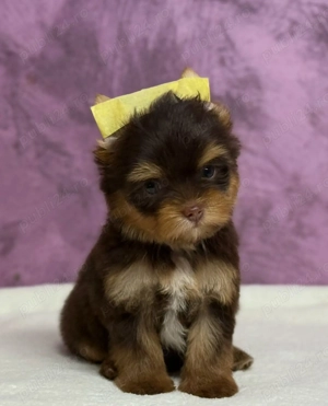 Yorkshire terrier mini toy - imagine 5