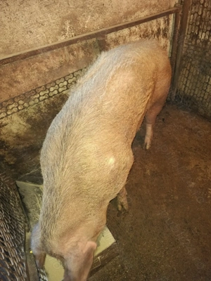 Vând porc de carne 250 kg - imagine 2