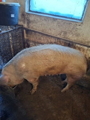 Vând porc de carne 250 kg